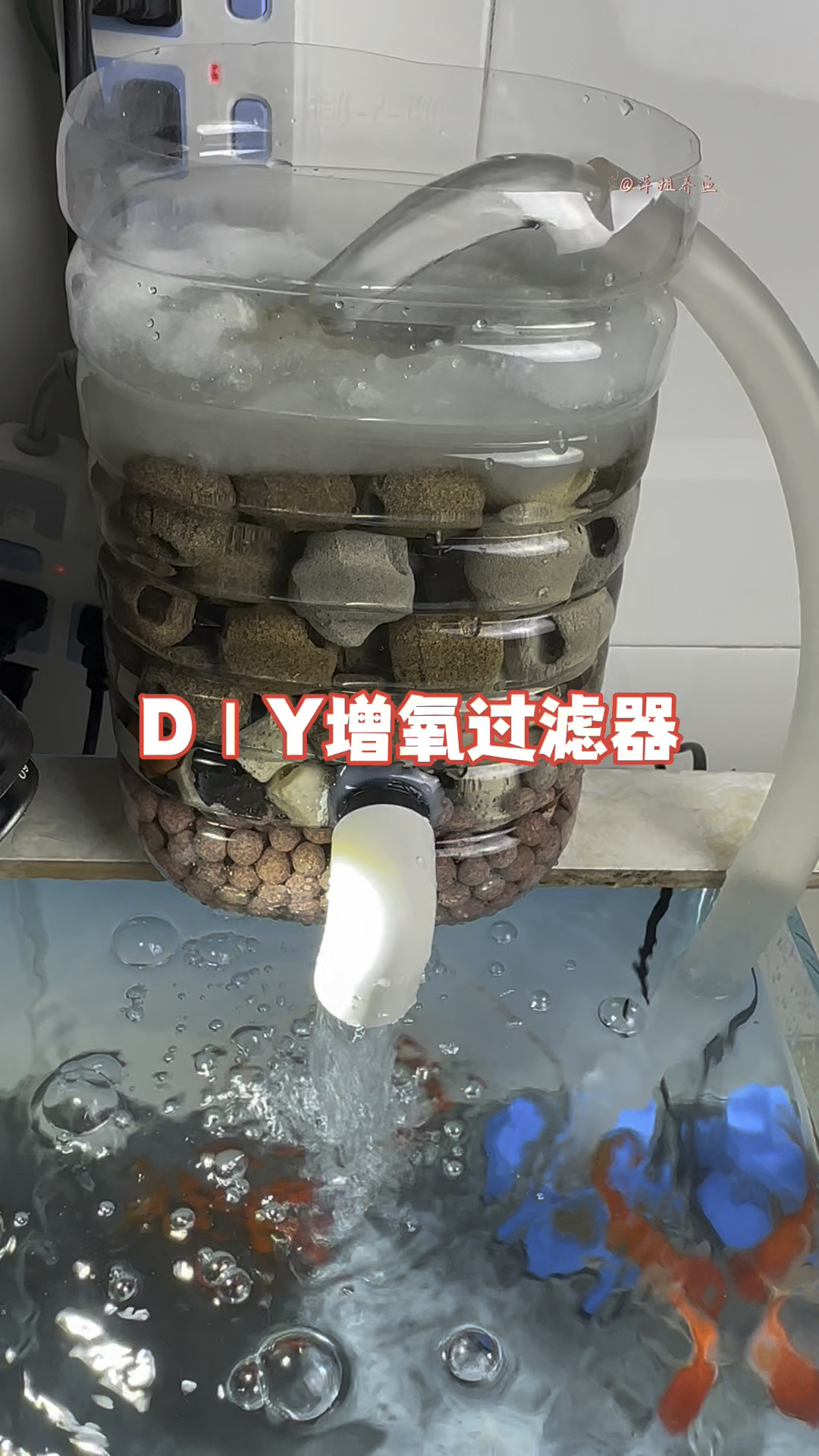 DIY增氧过滤器#水族 #养鱼日记 #鱼缸里的大自然