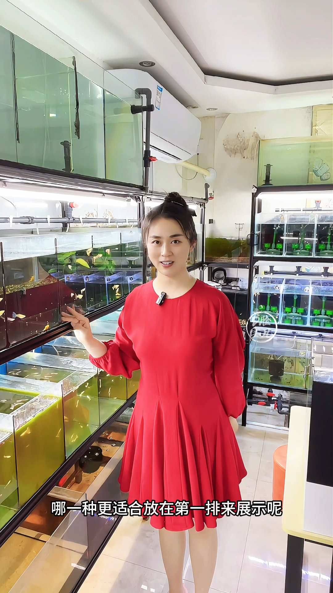 整理鱼房中,血红和野红这两种孔雀鱼,那种最适合放第一排展示