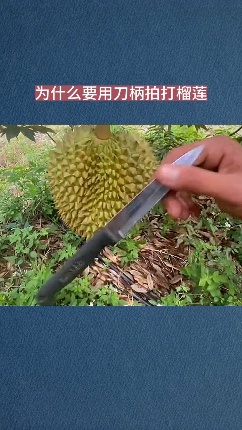 为什么要用刀柄拍打榴莲
