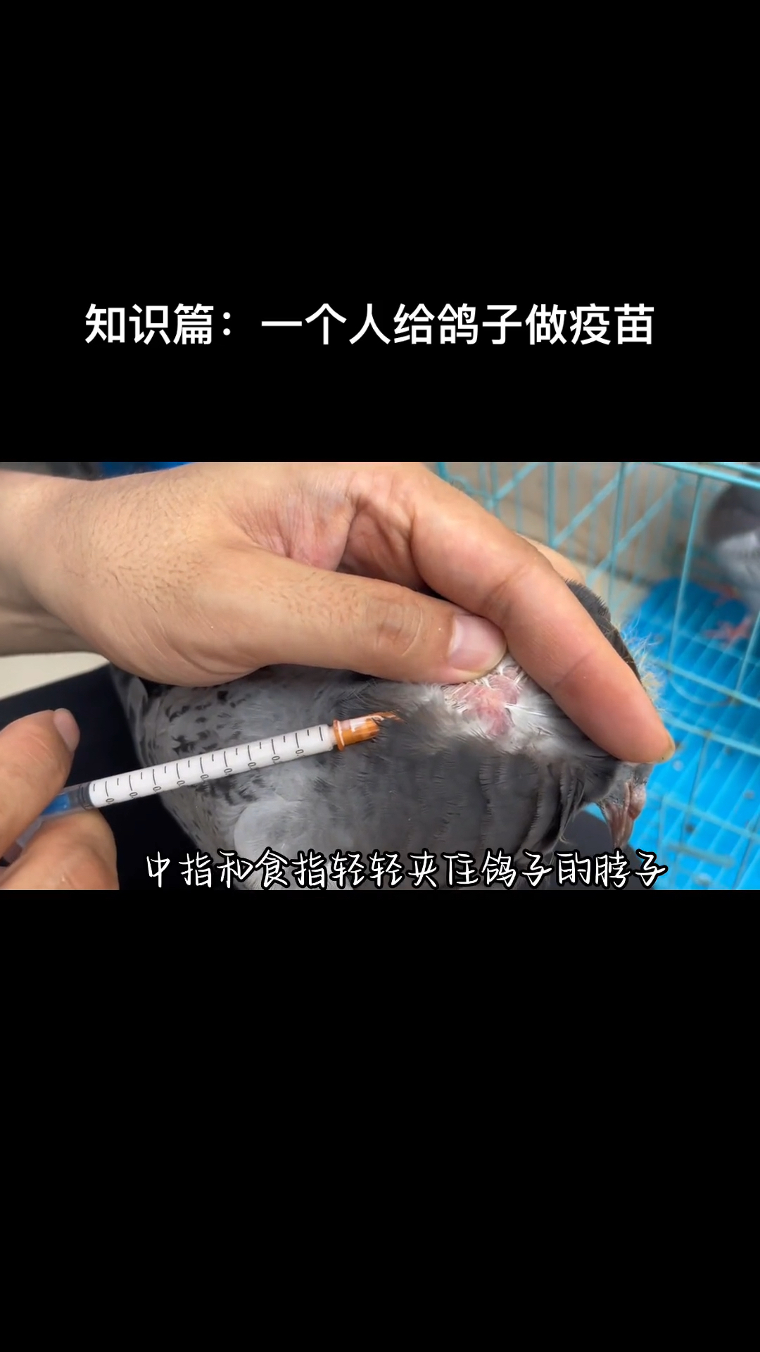 一个人如何给鸽子做疫苗,快来学细节!