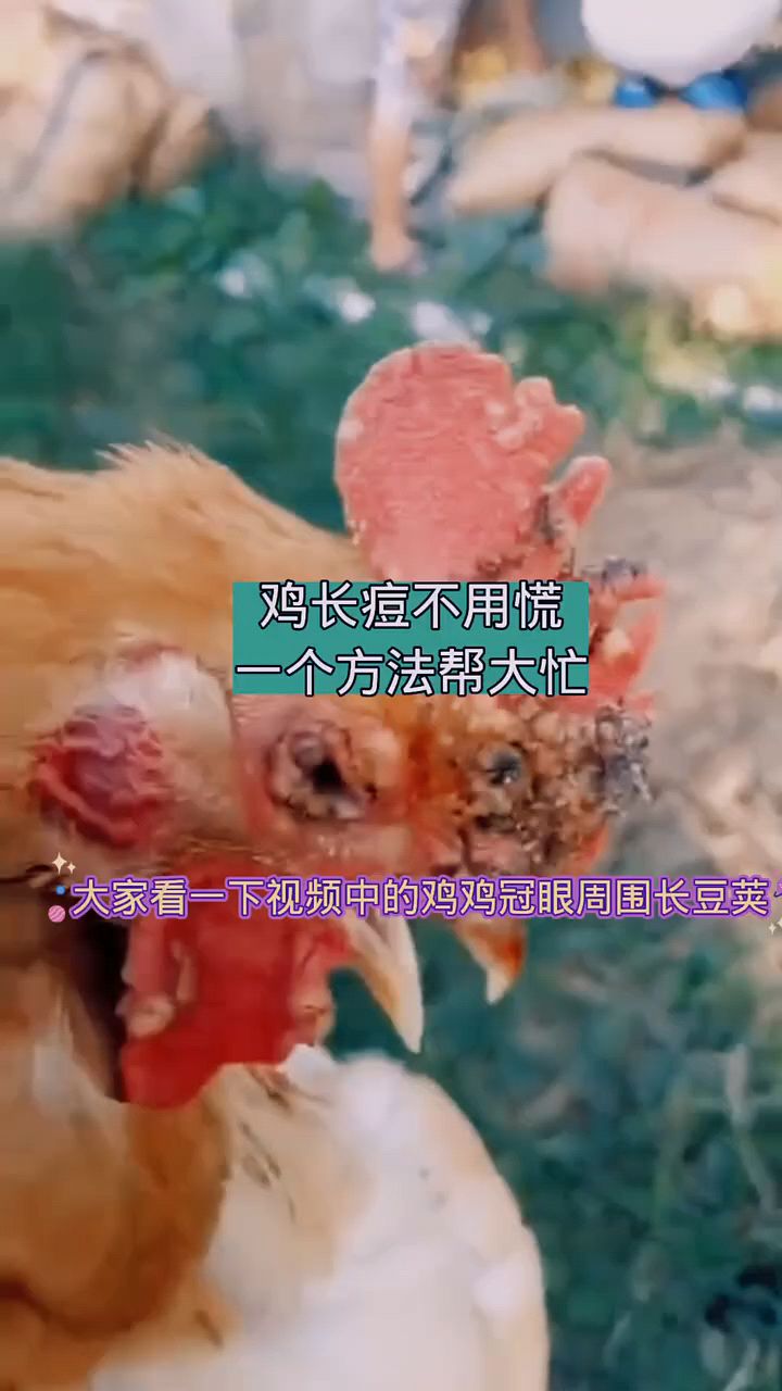 鸡长痘痘不用慌了