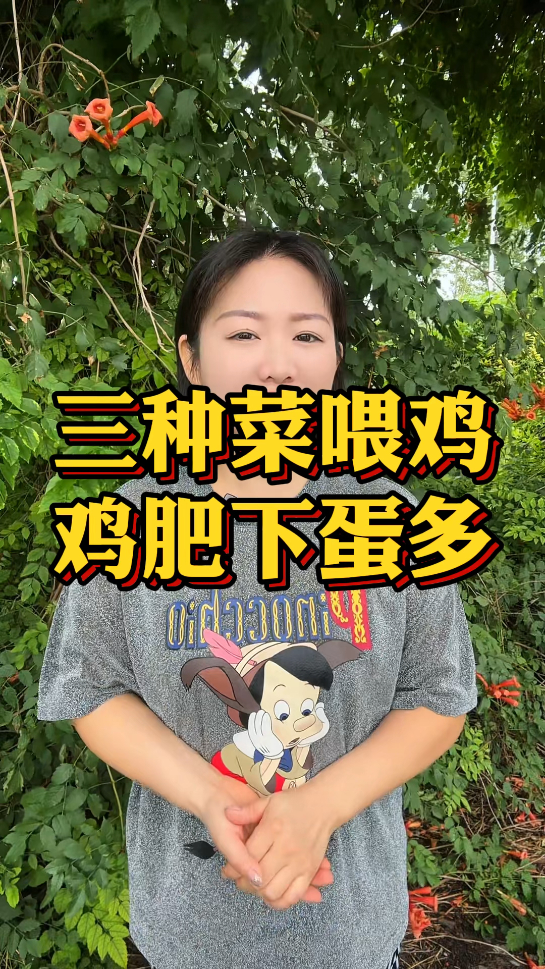 三种菜喂鸡 鸡肥下蛋多