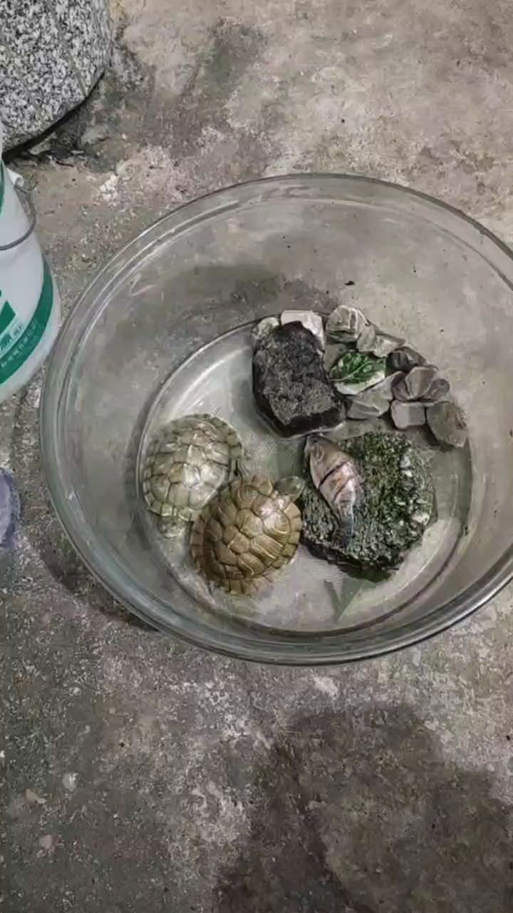 小王八也吃鱼吗?