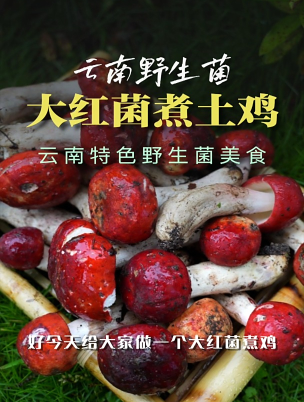 云南美食系列:云南野生菌之大红菌煮鸡;山野美味