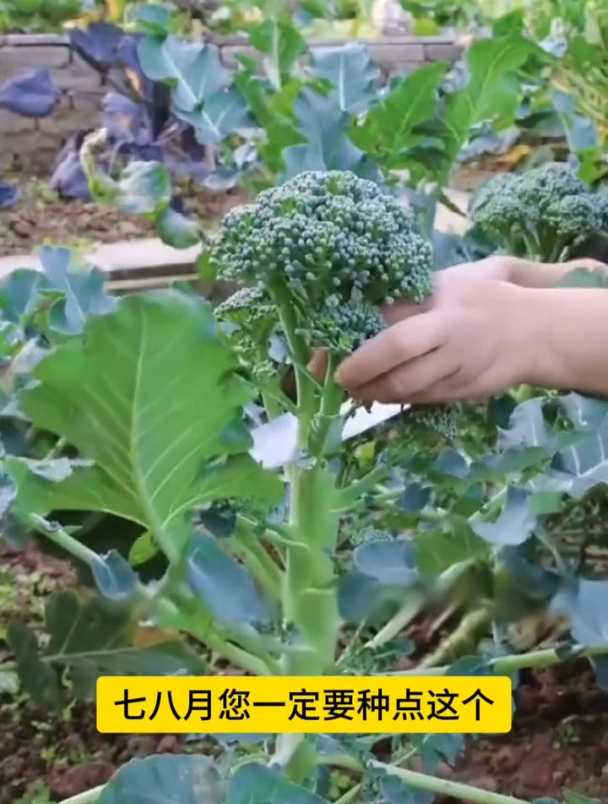 比牛羊肉还好吃,耐热不招虫,西蓝菜苔撒籽浇水就长