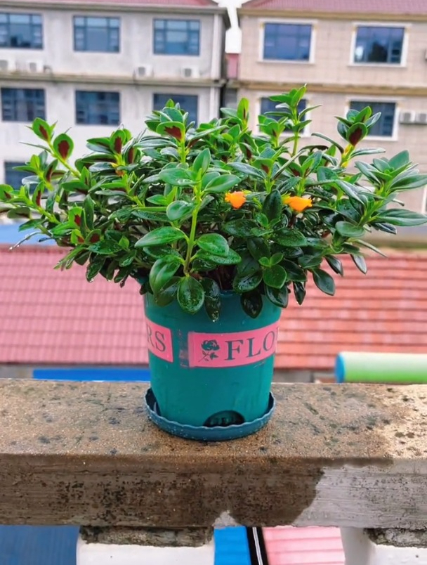 金鱼吊兰寓意年年有鱼,有水就能活,比假花好养