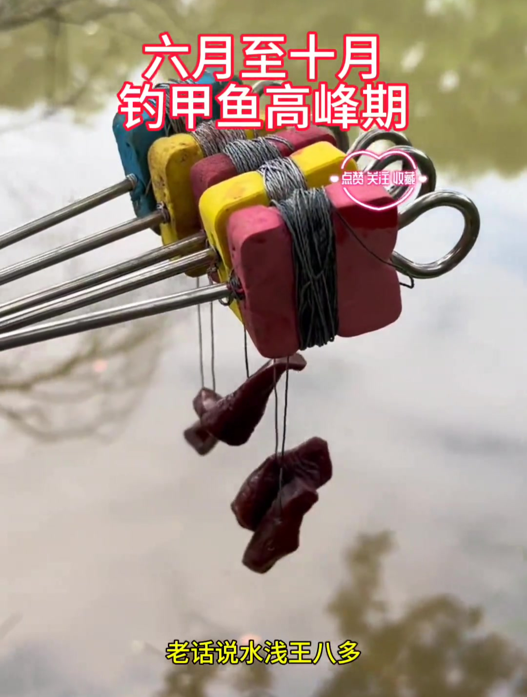 六月到十月钓甲鱼高峰期,气温越热甲鱼越好钓,钓甲鱼方法和绝招