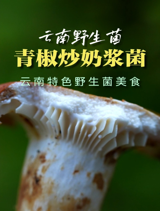 云南美食系列-野生菌之青椒炒奶浆菌;清香扑鼻独特风味
