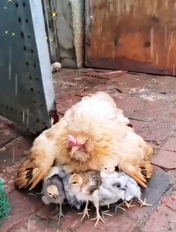 母爱爆棚!母鸡展翼护雏,雨中温馨一幕