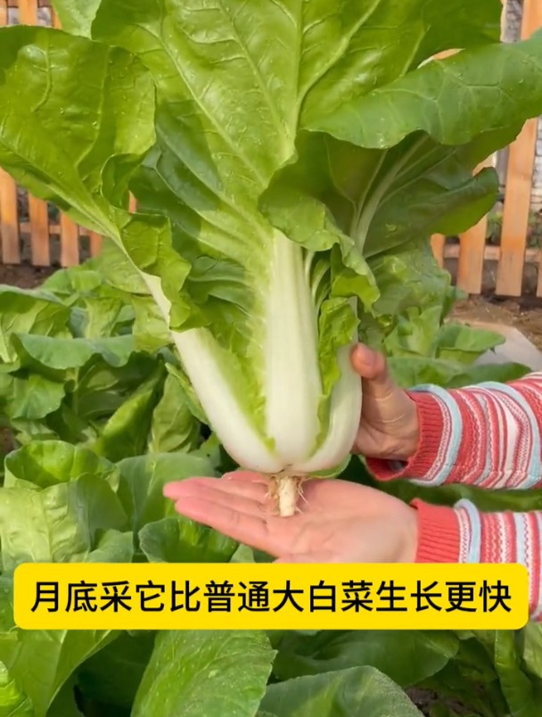 四季都能种的蔬菜,奶油快菜耐热又不招虫