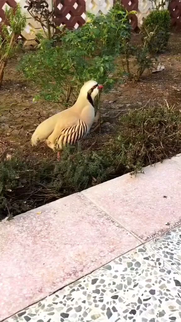 美国鹧鸪石鸡观赏鸡