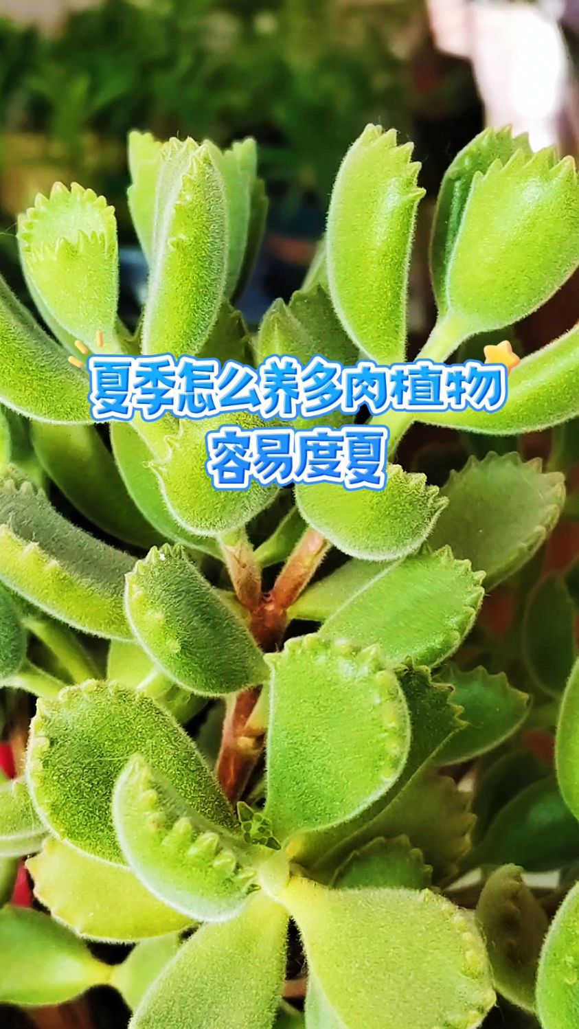 夏季怎么养多肉植物?容易度夏
