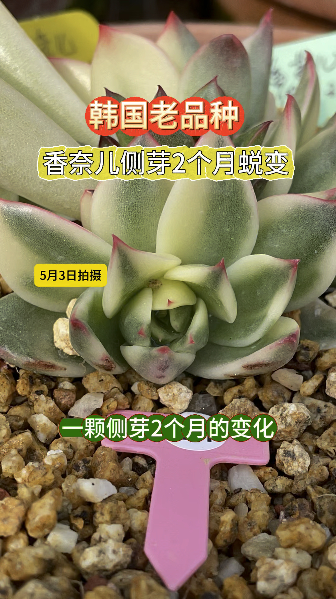 韩国老品种香奈儿,母本侧芽2个月变化,对比后成就感满满,你也有侧芽带大的多肉吗?