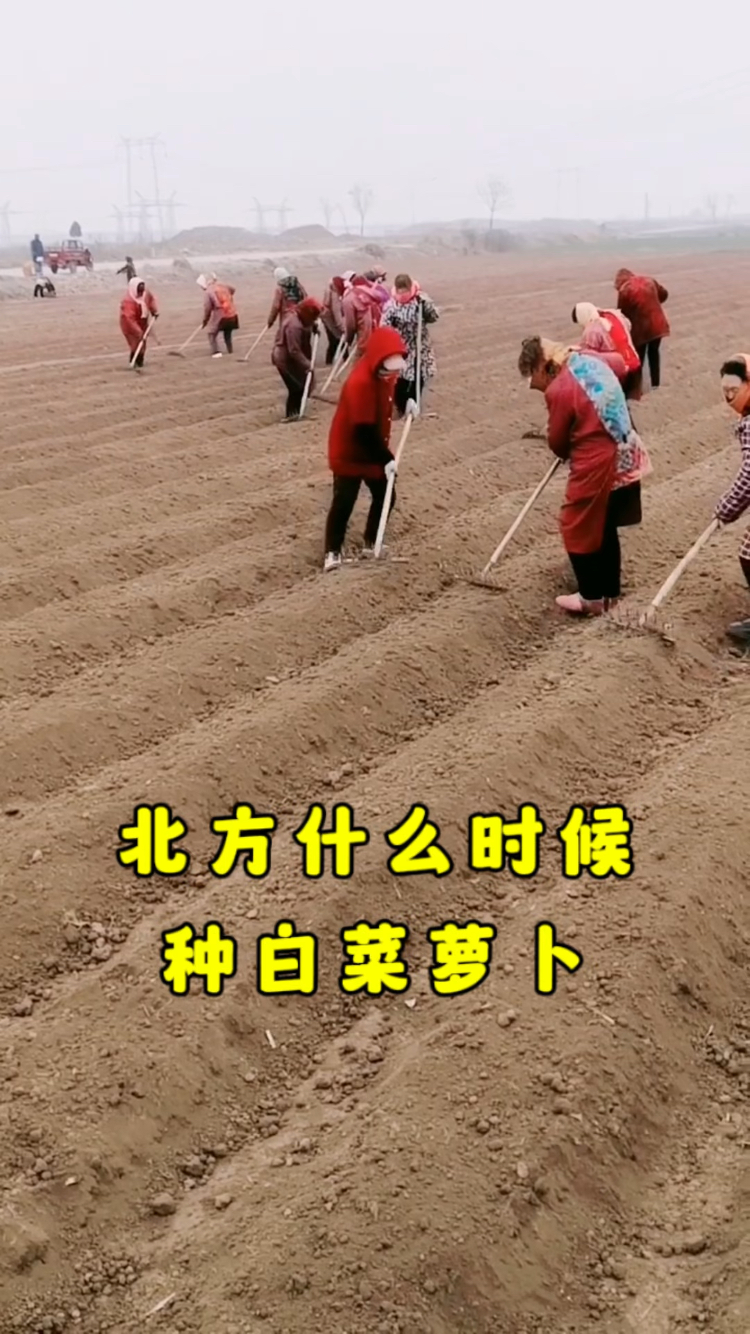 北方什么时间种白菜萝卜