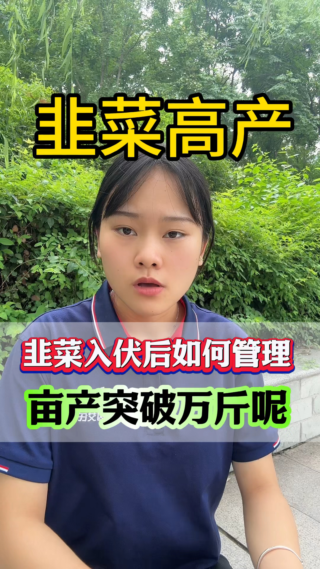 韭菜入伏后如何管理 亩产突破万斤呢