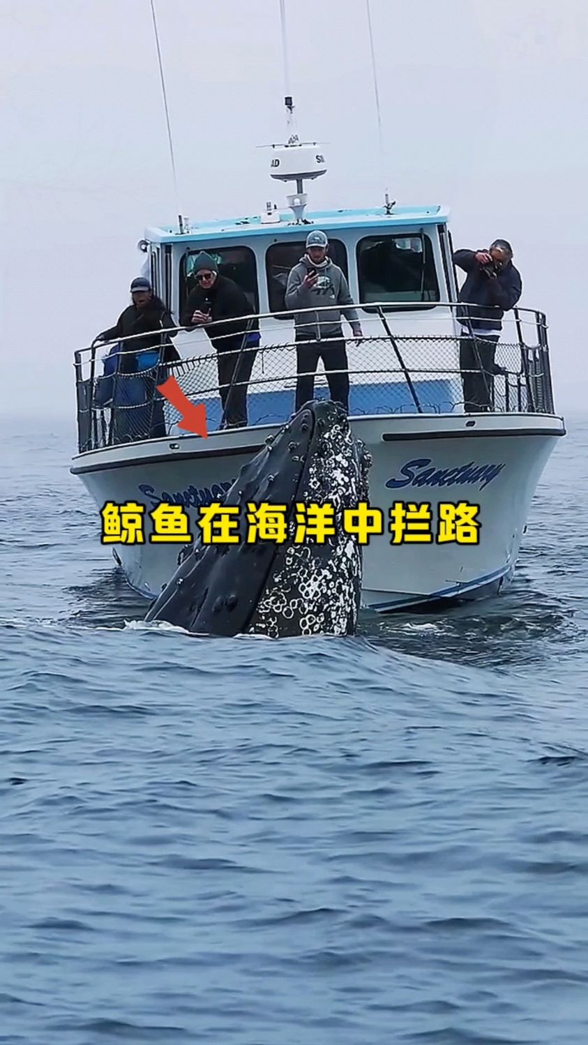 一艘船在海洋中遇到可怜的鲸鱼拦路!都是身上藤壶惹的祸啊