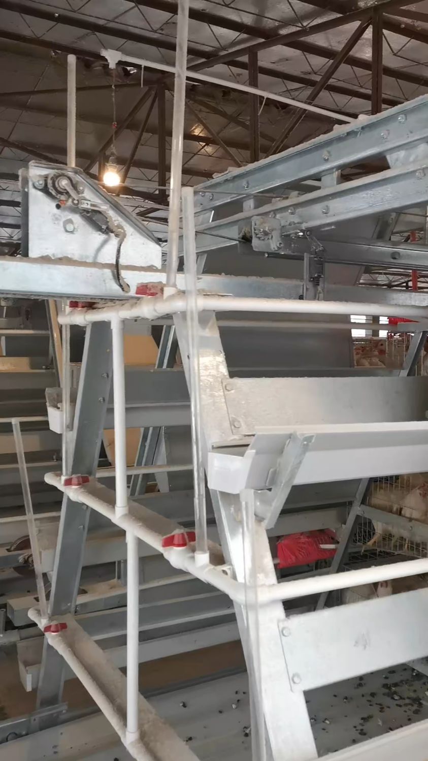 智能化自动化笼养设备 ,热镀锌鸡笼,自动清粪喂料捡蛋环控