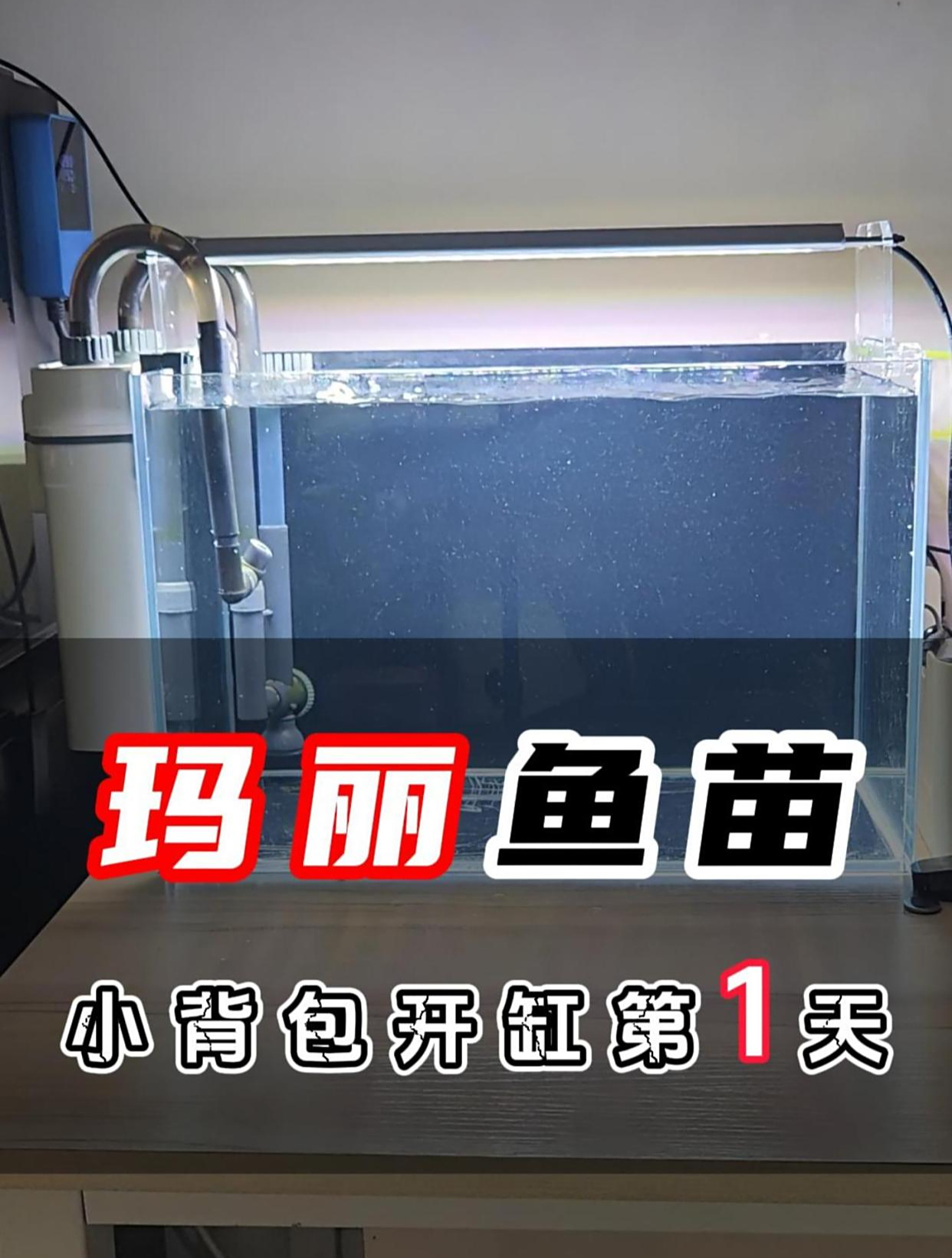 挑战用小背包过滤养玛丽泰狮小金鱼的第一天,困水