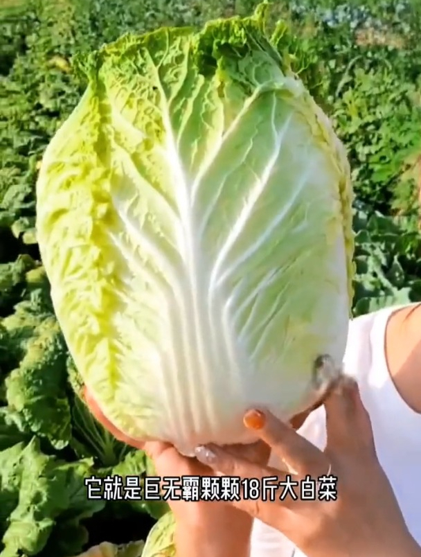 不用育苗不移栽!成熟一棵重达18斤,这就是胶州大白菜