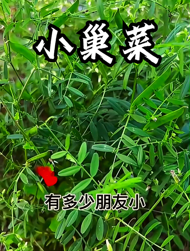 野豌豆学名小巢菜,用它泡茶饮用,可以缓解咳嗽
