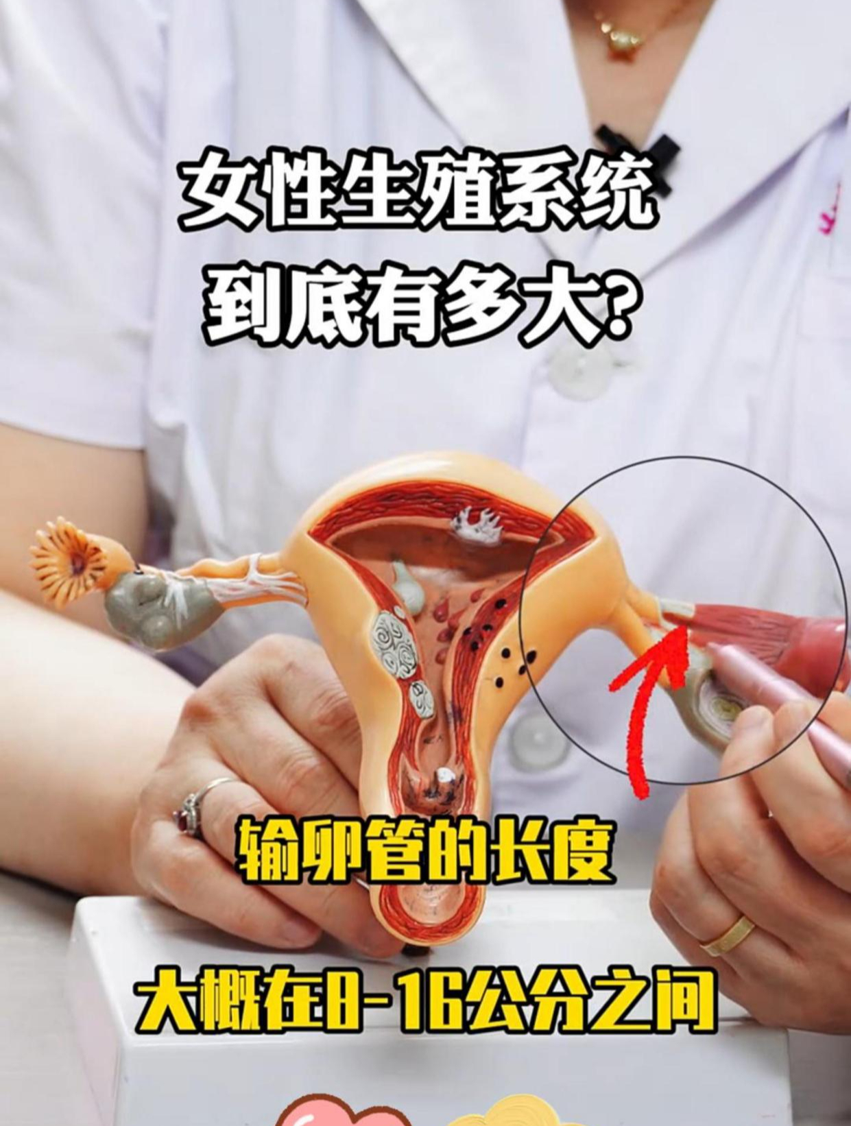 女性生殖系统,到底有多大?