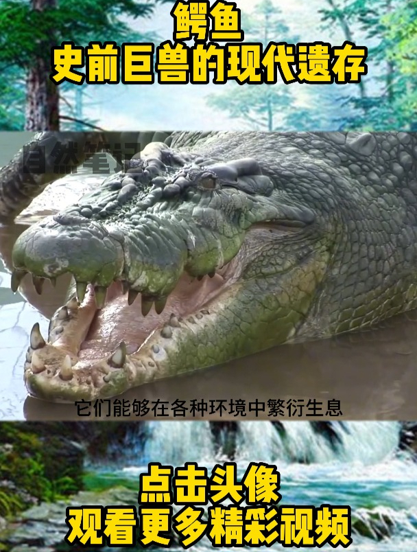鳄鱼,史前巨兽的现代遗存