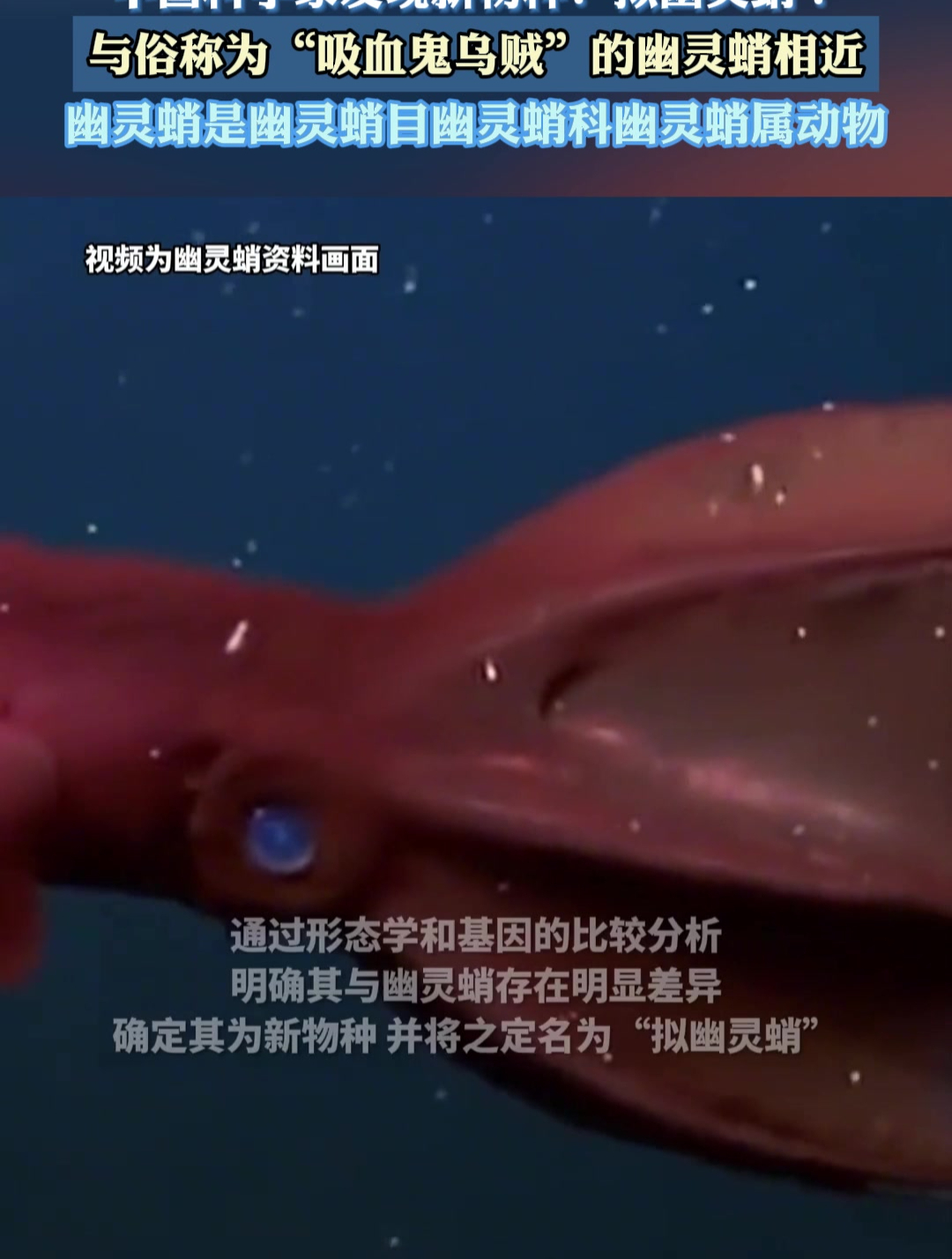 中国科学家发现新物种:拟幽灵蛸!