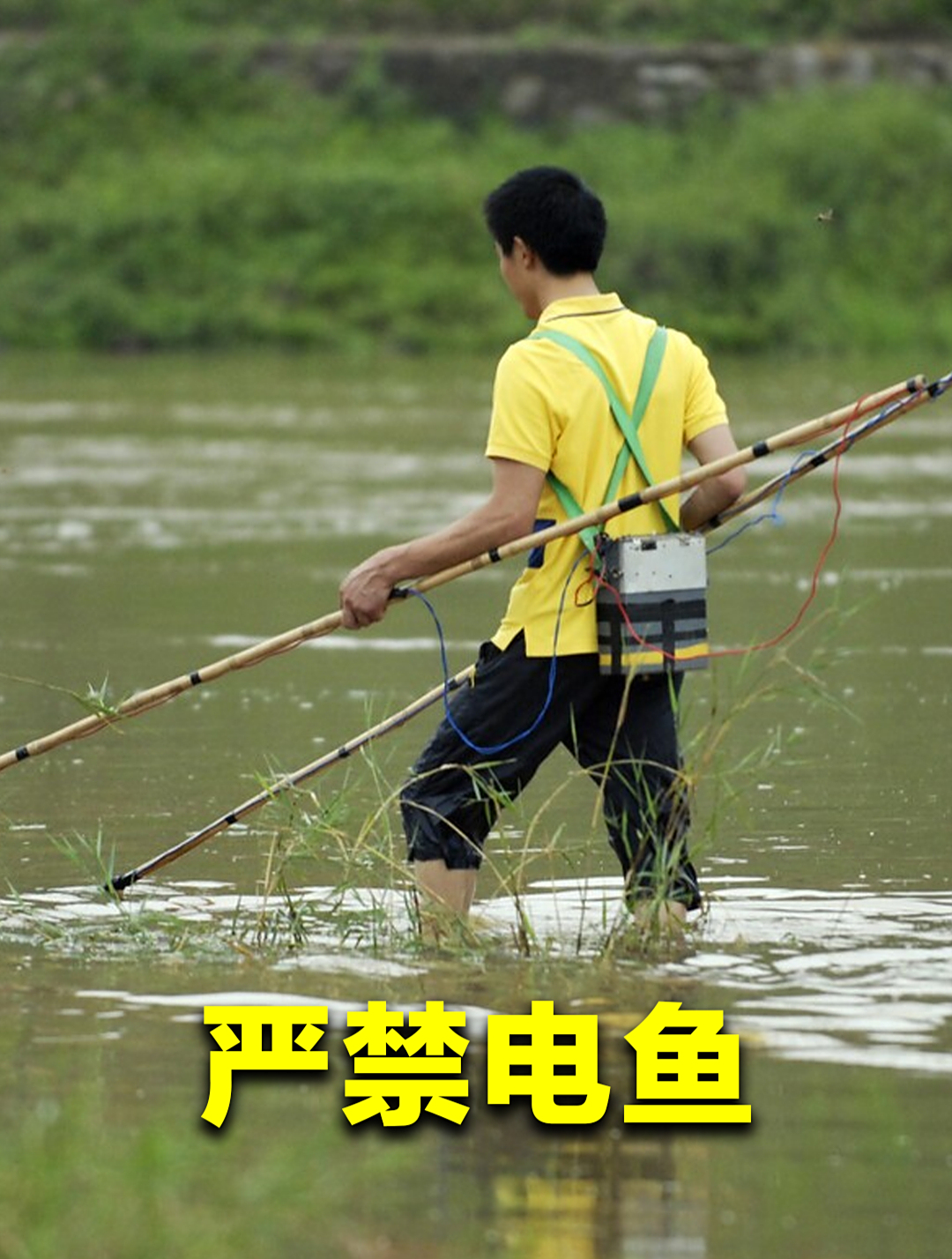 国家为何严令禁止电鱼?看看电鱼的危害有多大,你就明白了