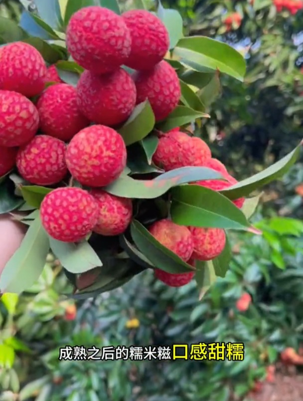 糯米糍荔枝,果肉多有营养,现在种当年就结果!