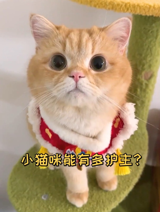 怎么会有鱼蛋那么护主的小猫呀～