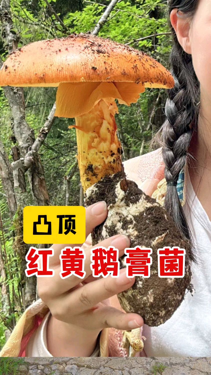 漂亮大蘑菇——凸顶红黄鹅膏菌,可食,高海拔才有