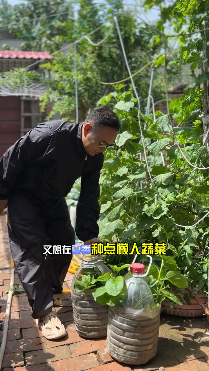 在家种菜学会这个方法就能种出来好吃的木耳菜。