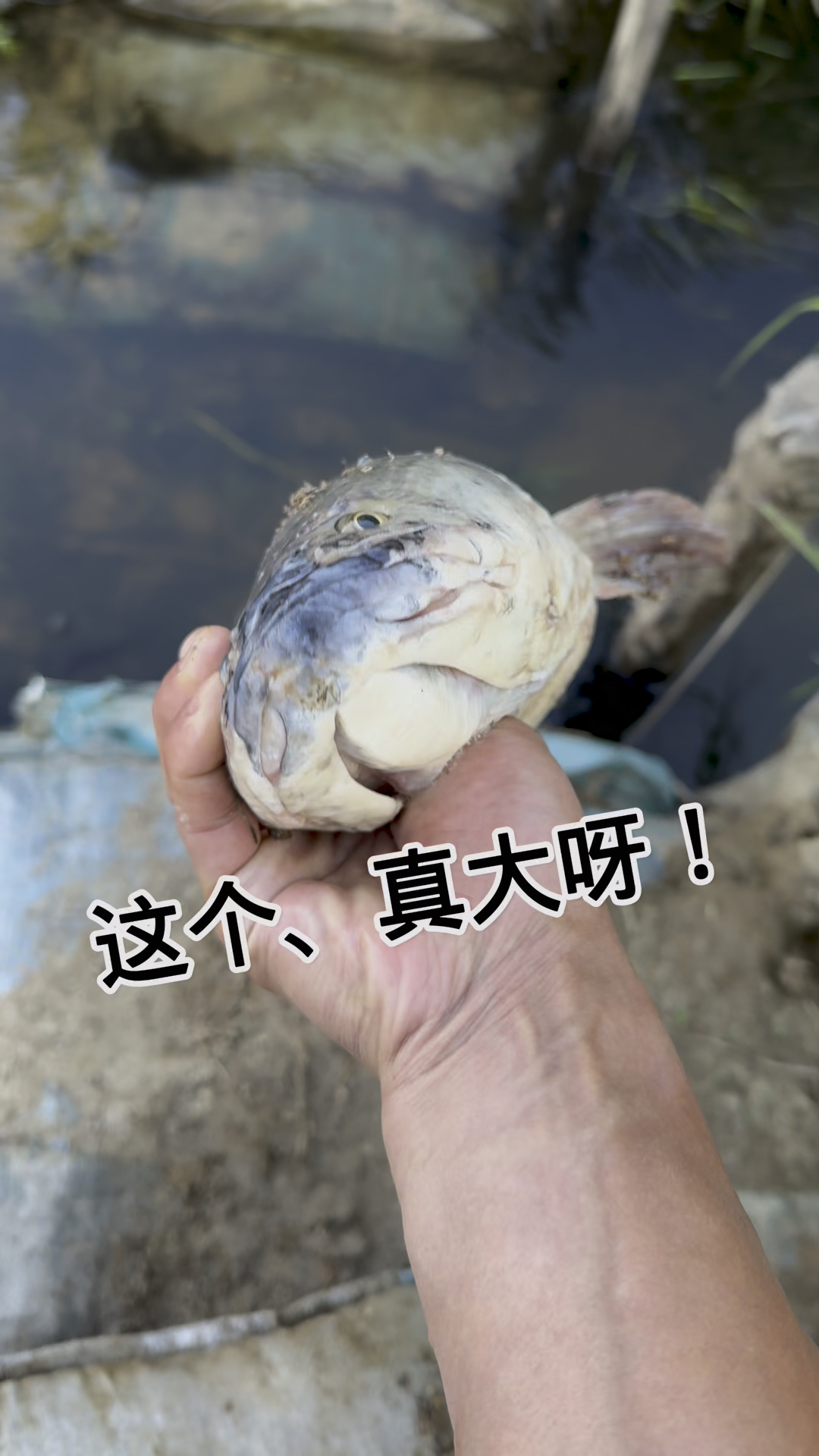 这要做水煮鱼、没谁了
