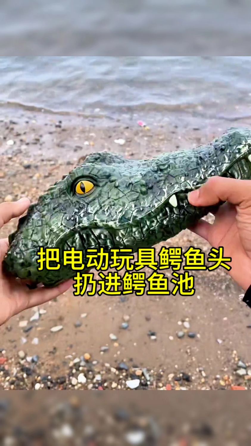 当把一个电动玩具鳄鱼头扔进鳄鱼池之中,鳄鱼会感到害怕吗?