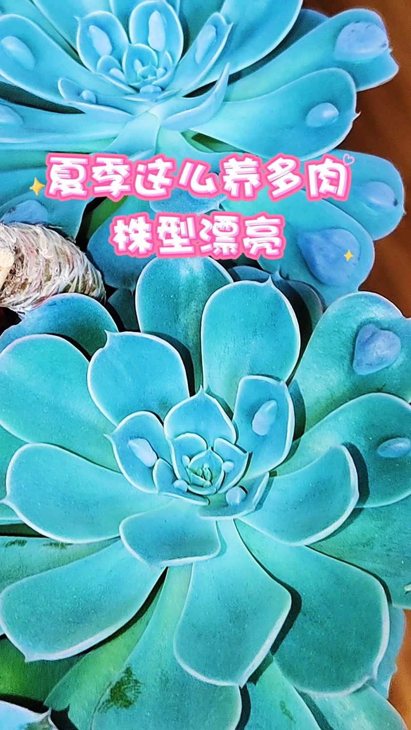 夏季这么养雨滴多肉,株型漂亮