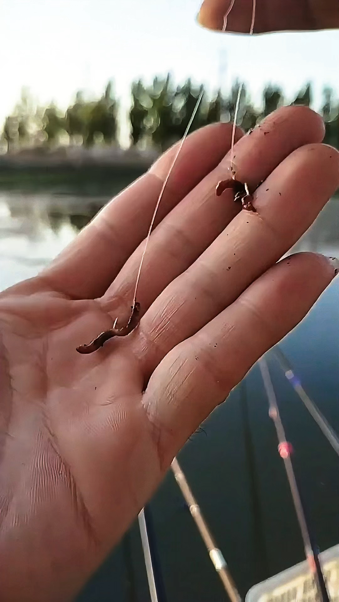 蚯蚓钓鱼如何挂钩?