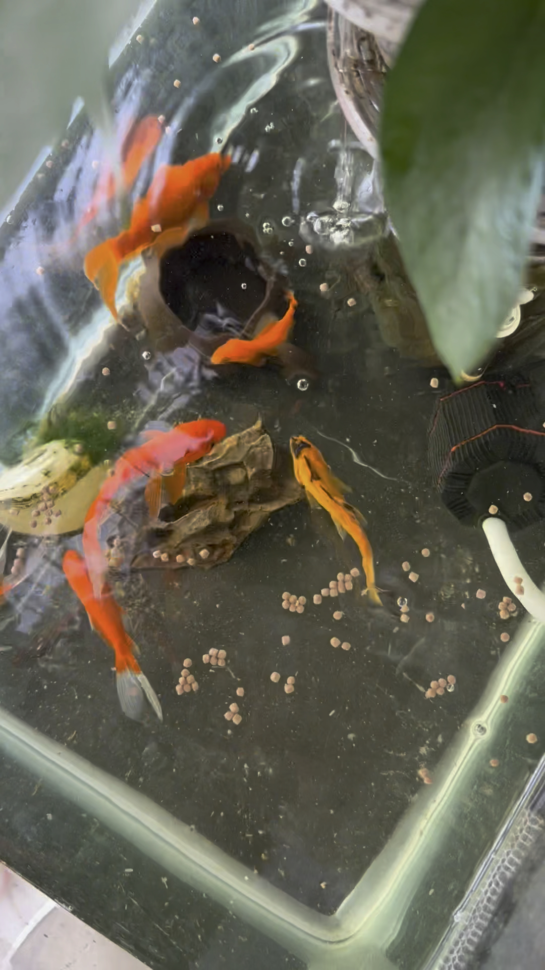 黄金鱼儿小宝贝差点找不见