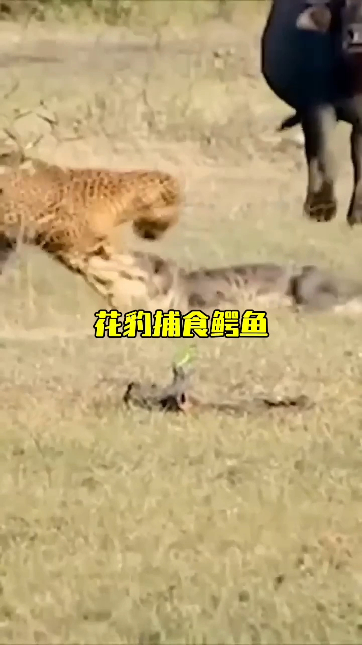 花豹逆天操作,居然主动捕食鳄鱼
