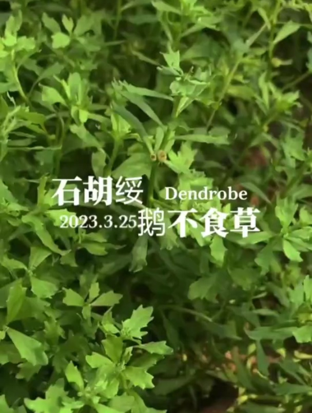 鹅不食草,你认识这个草吗?有经验的人把它晒干后捣烂,保存粉末
