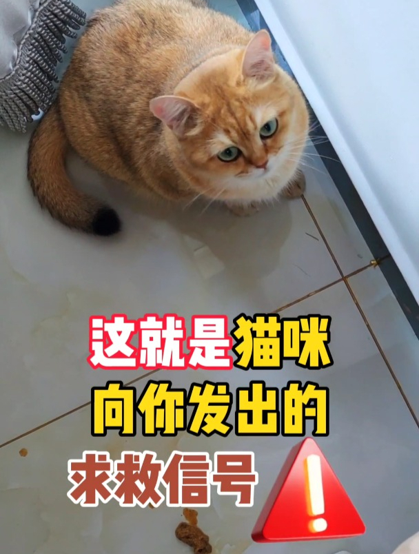猫咪频繁干呕!还母鸡蹲舔墙吃塑料袋!这就是在向你发出求助信号