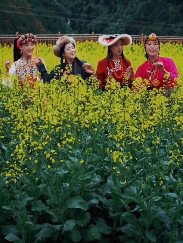 高原的油菜花7月开了 来我们这里看油菜花