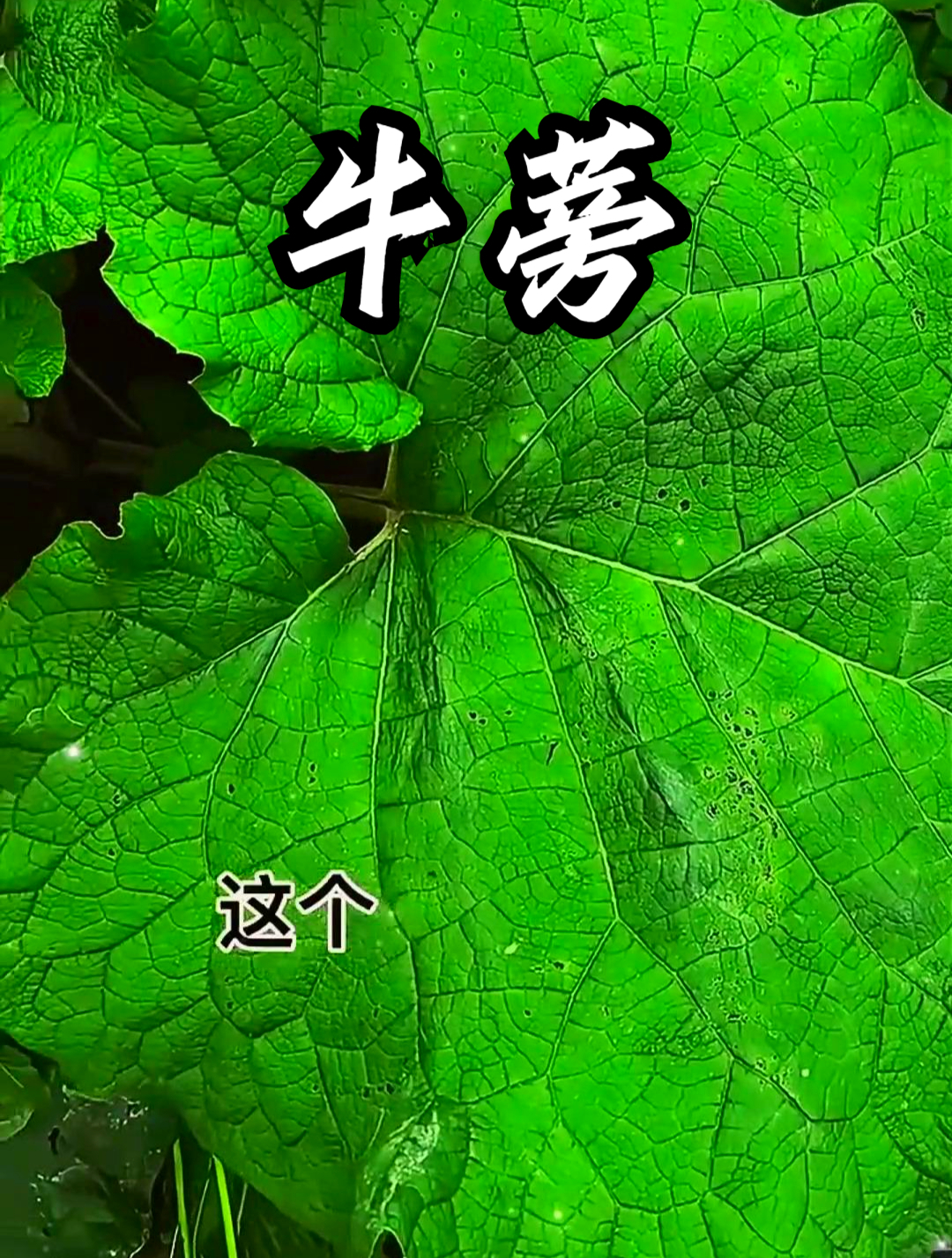 牛蒡也叫牛鞭菜,把它切段泡水饮用,可以让皮肤更细腻