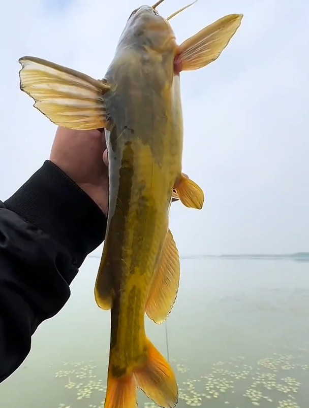 钓黄辣丁怎么选饵?羊油颗粒饵和普通粉饵有什么区别?