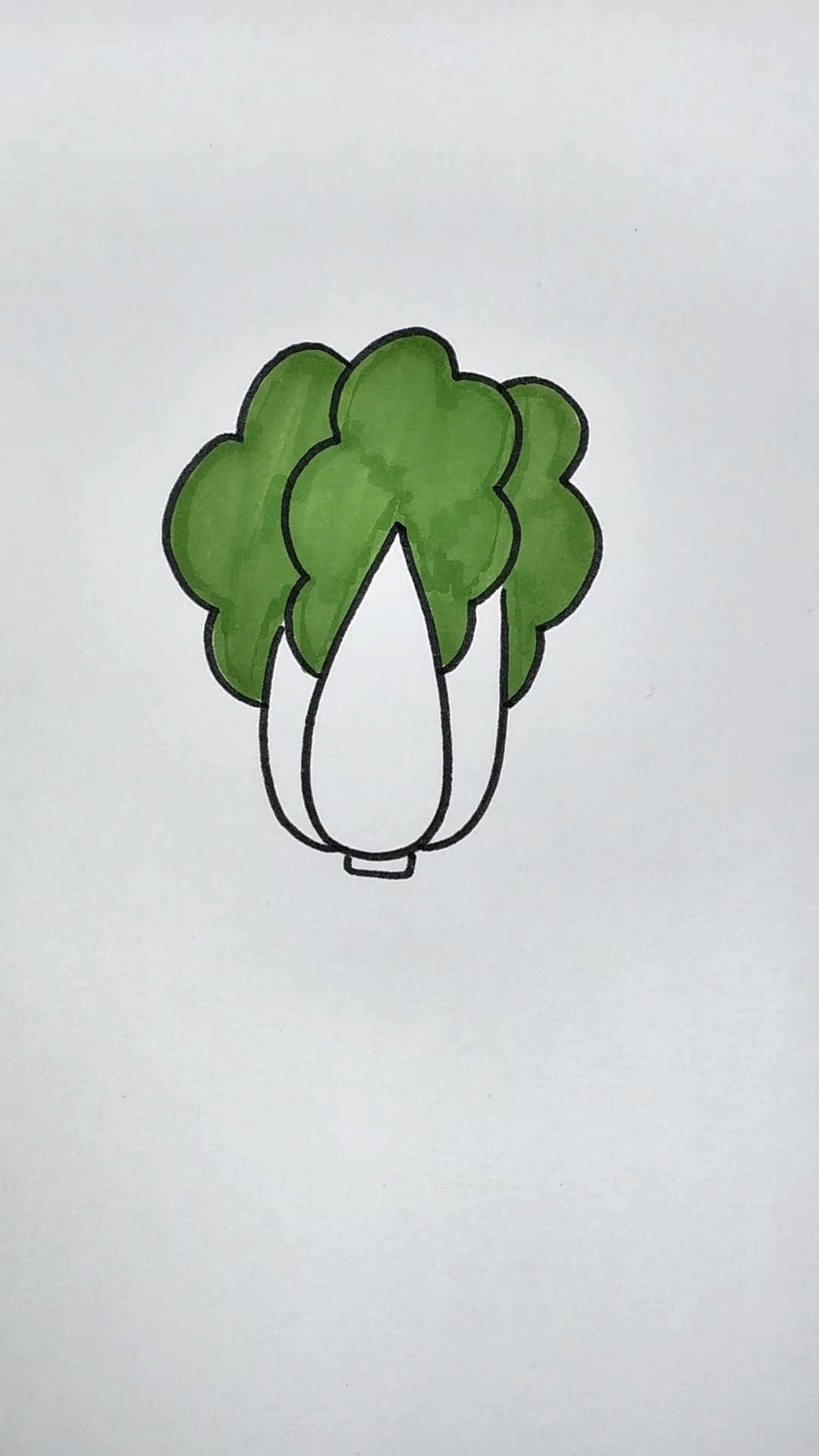 大白菜简笔画,简单易学