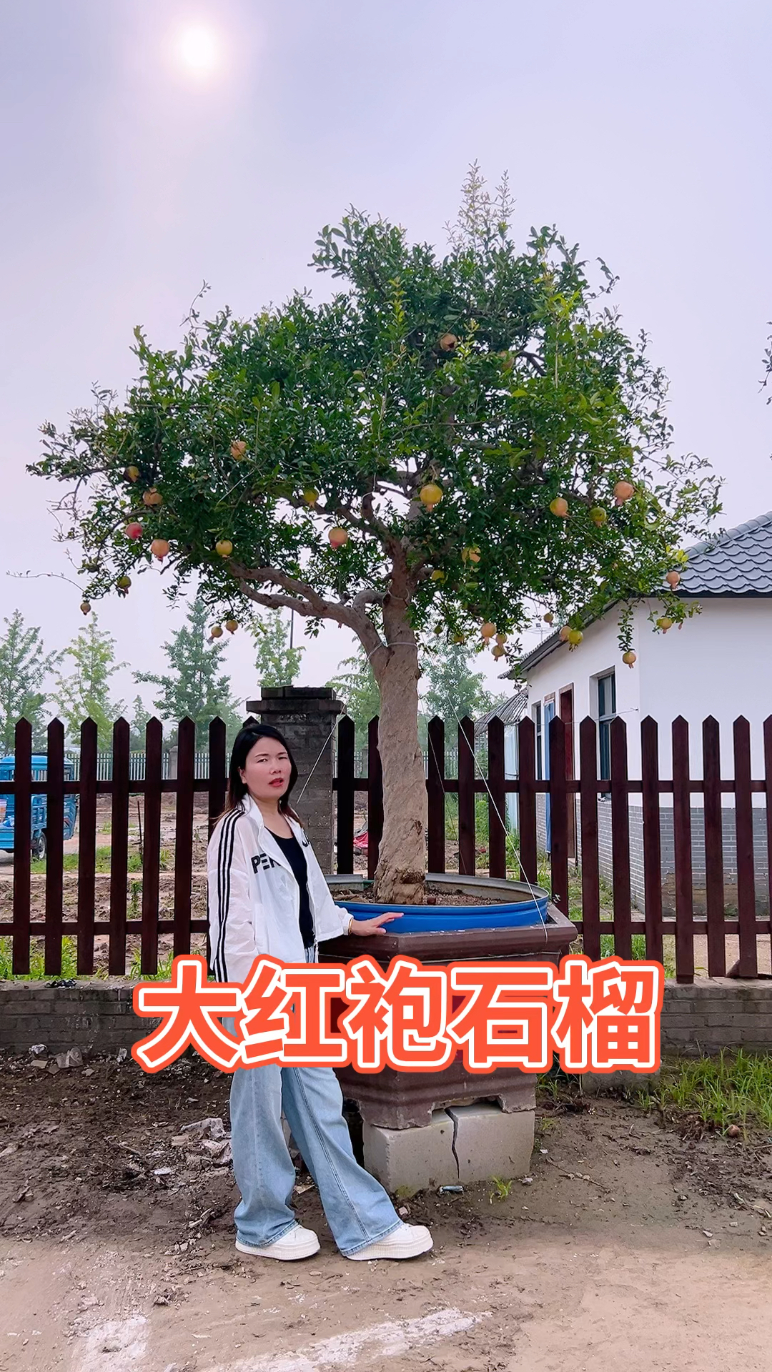 精品大红袍石榴盆景