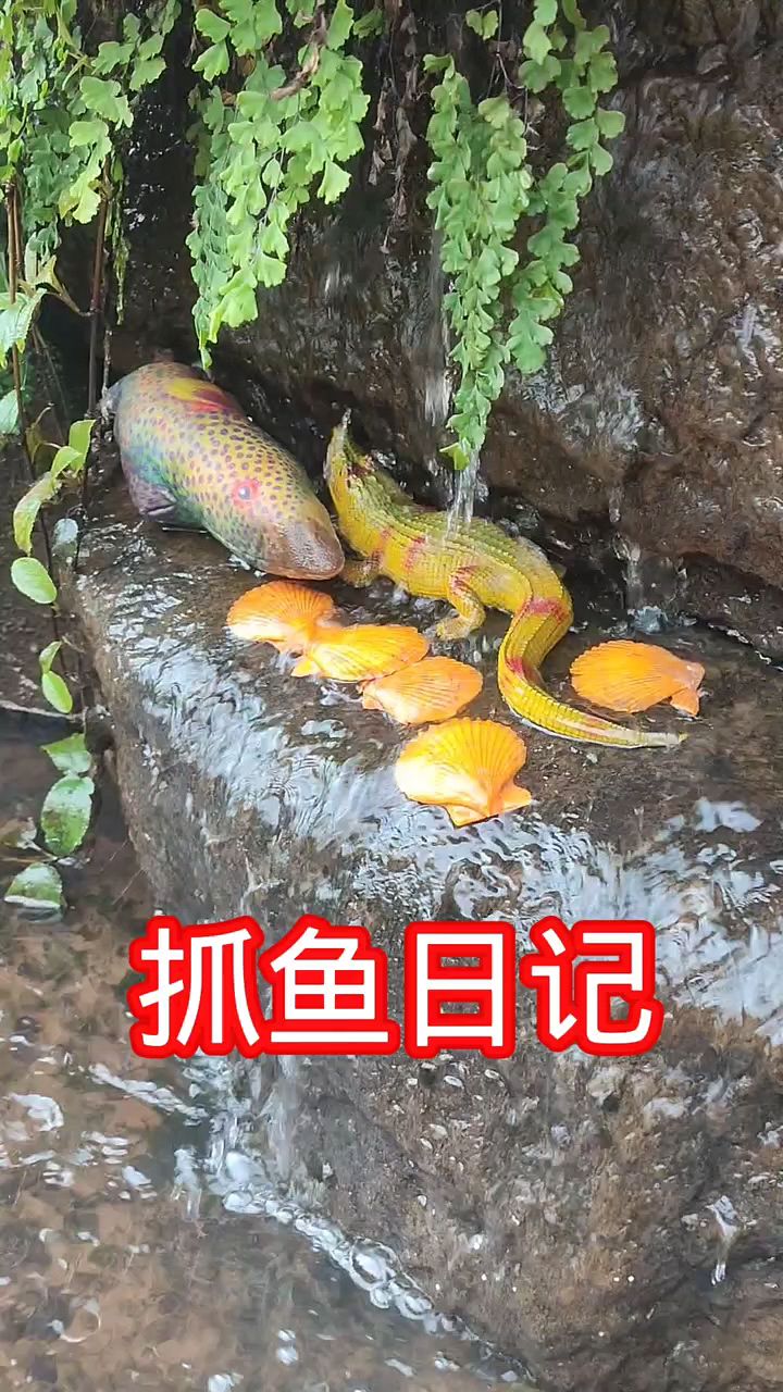 在石坎上面发现一条五花鱼