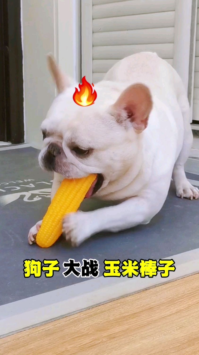 狗子跟玉米棒子打起来了!这下可有的忙了～