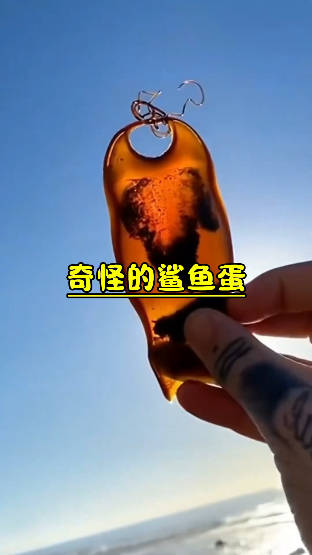 世界上最神奇的鲨鱼蛋