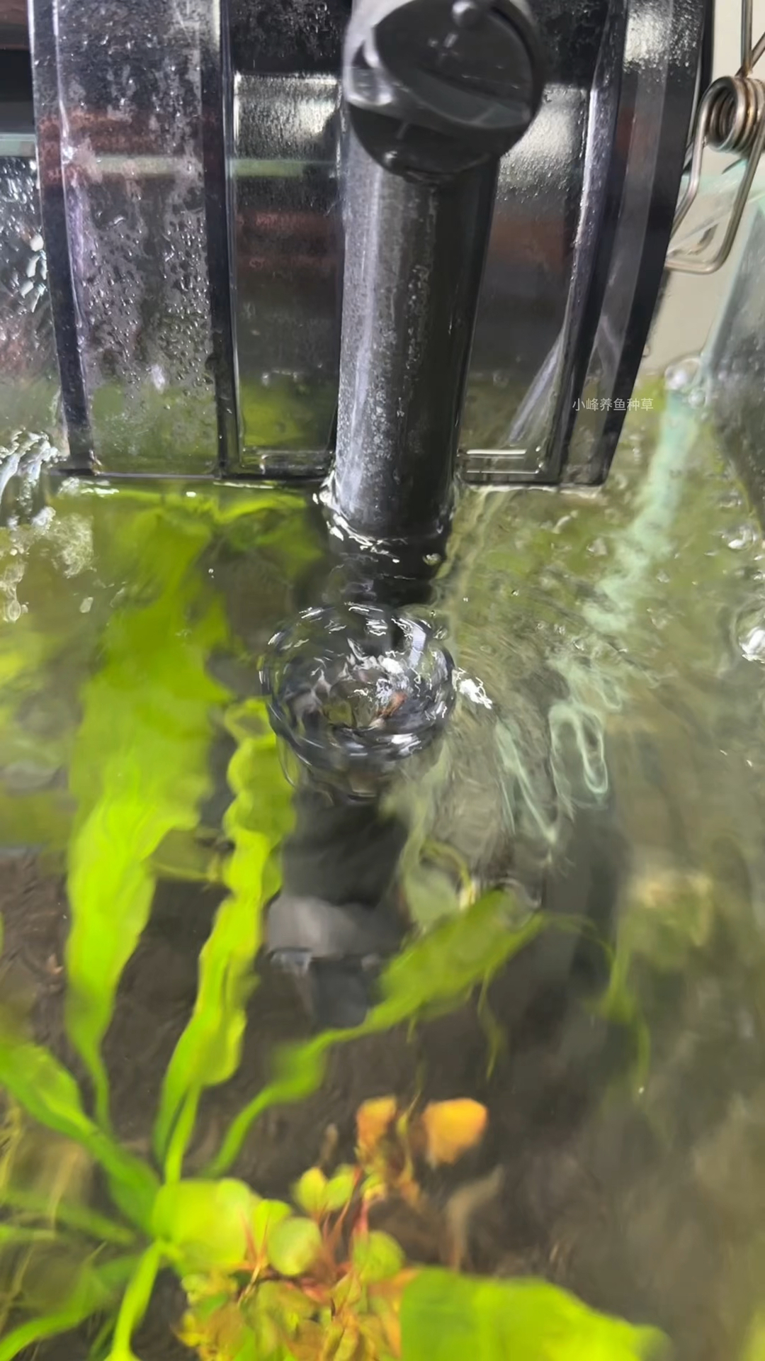 养鱼一定要过滤器吗?不用又会怎么样?