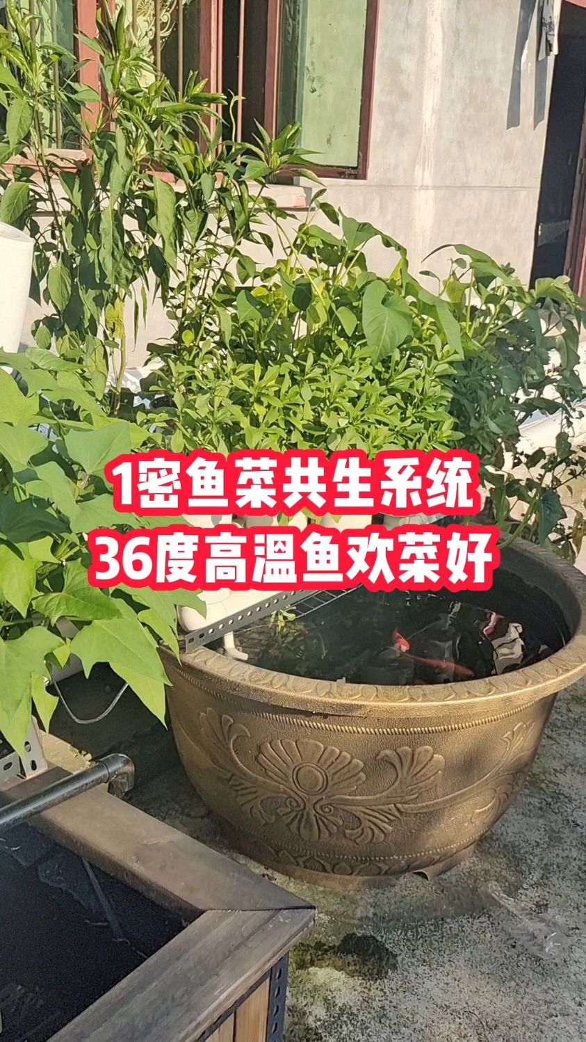 1米鱼菜共生系统鱼粪自动分解转化最终被植物吸收利用